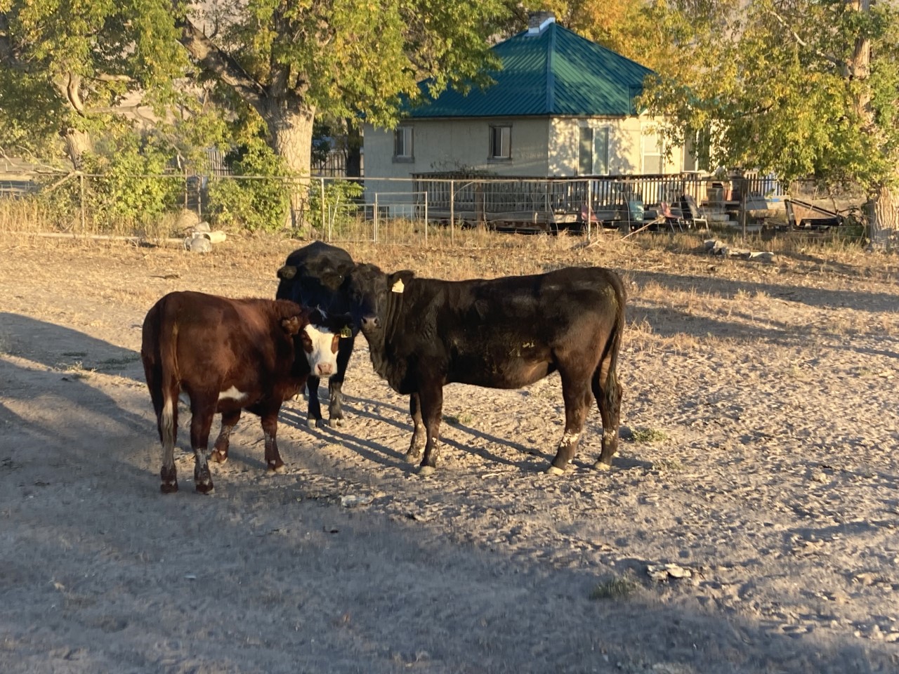 33 Angus/Wagyu/Charloais Heifers with F1 calf at side